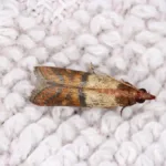 Kleidermotten – Raus Aus Meinem Kleiderschrank (Natürlich) | With Regard To Motten Kleiderschrank